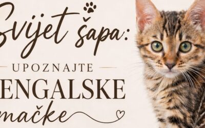 Edukativno predavanje ” Svijet šapa: Upoznajte bengalske mačke”
