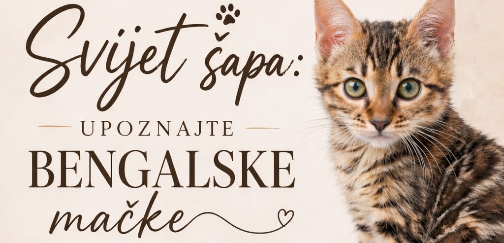 Edukativno predavanje ” Svijet šapa: Upoznajte bengalske mačke”